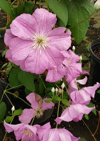 Clematis 'Comtesse de Bouchaud' - Comtesse de Bouchaud Clematis from Taylor's Nursery