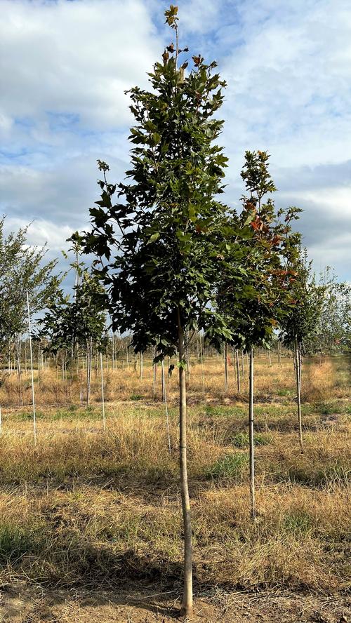 Acer saccharum 'Fall Fiesta®'