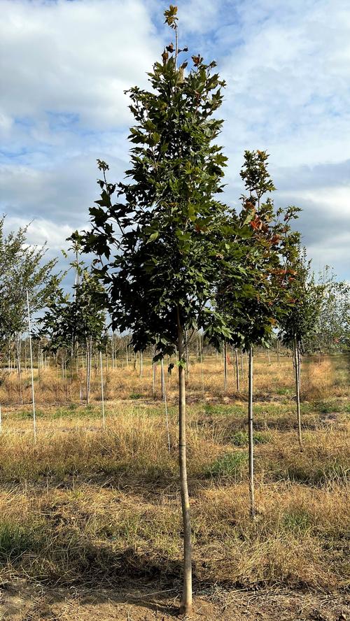 Acer saccharum 'Fall Fiesta®' - Fall Fiesta® Sugar Maple from Taylor's Nursery