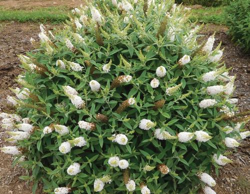 Buddleia 'Dapper® White'