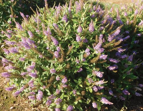 Buddleia 'Dapper® Lavender'