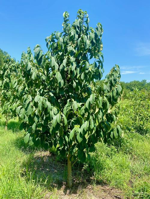 Asimina triloba - Paw Paw from Taylor's Nursery