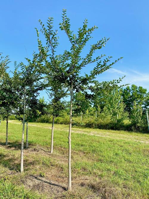 Ulmus davidiana v. japonica 'Accolade™' - Accolade™ Elm from Taylor's Nursery