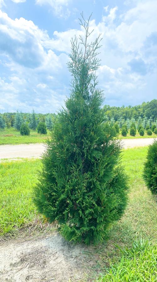 Thuja occidentalis 'American Pillar' - American Pillar Arborvitae from Taylor's Nursery