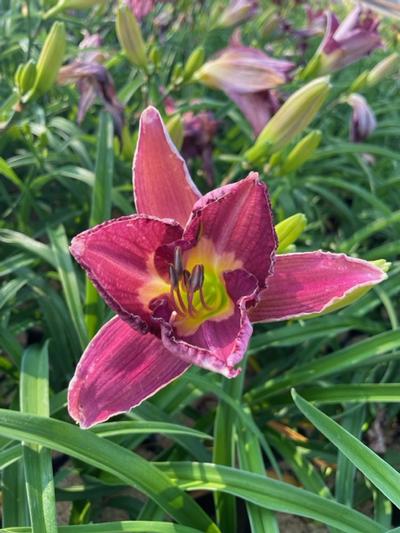 Hemerocallis 'Summer Wine' - Summer Wine Daylily from Taylor's Nursery