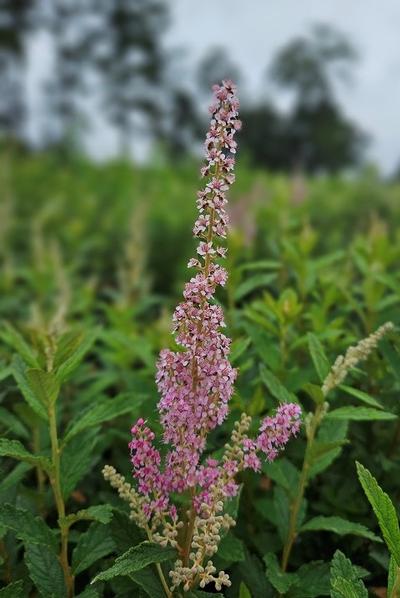 Spiraea tomentosa