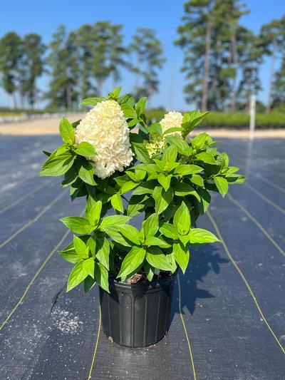 Hydrangea paniculata 'Sweet Starlight™'