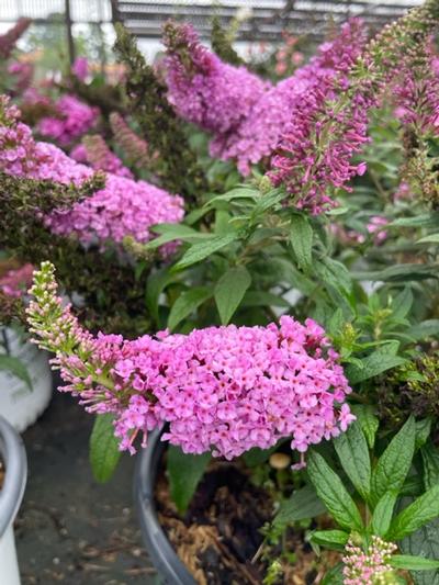 Buddleia 'Dapper® Pink'