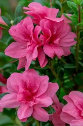 Azalea Encore® 'Autumn Empress™' - Azalea Encore® Autumn Empress™ from Taylor's Nursery