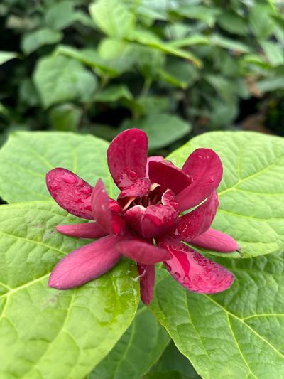 Calycanthus × raulstonii 'Hartlage Wine'
