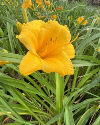 Hemerocallis 'Stella D'Oro'