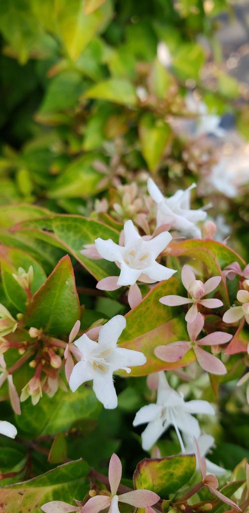 Abelia x grandiflora 'Canyon Creek' (Canyon Creek Abelia)