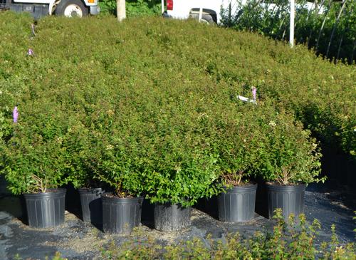 Abelia x grandiflora 'Little Richard' (Little Richard Glossy Abelia)