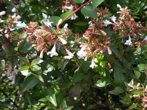 Abelia x grandiflora (Glossy Abelia)