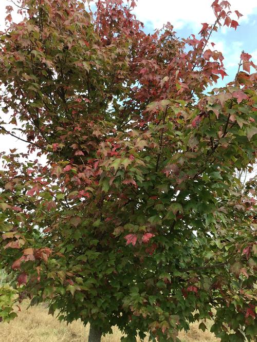 Acer buergerianum (Trident Maple)