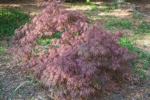 Acer palmatum dissectum 'Orangeola' (Orangeola Japanese Maple)