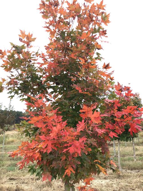 Acer saccharum 'Legacy' - Legacy Sugar Maple from Taylor's Nursery