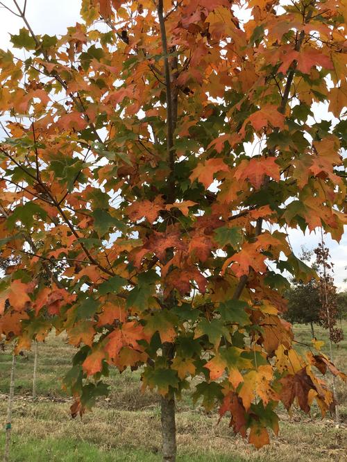 Acer saccharum (Sugar Maple)