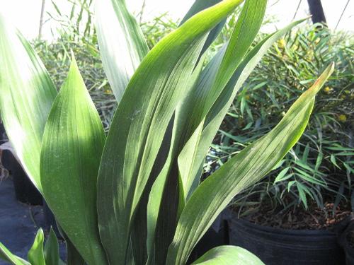 Aspidistra elatior (Cast Iron Plant)