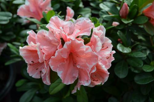 Azalea Encore 'Autumn Sunburst'