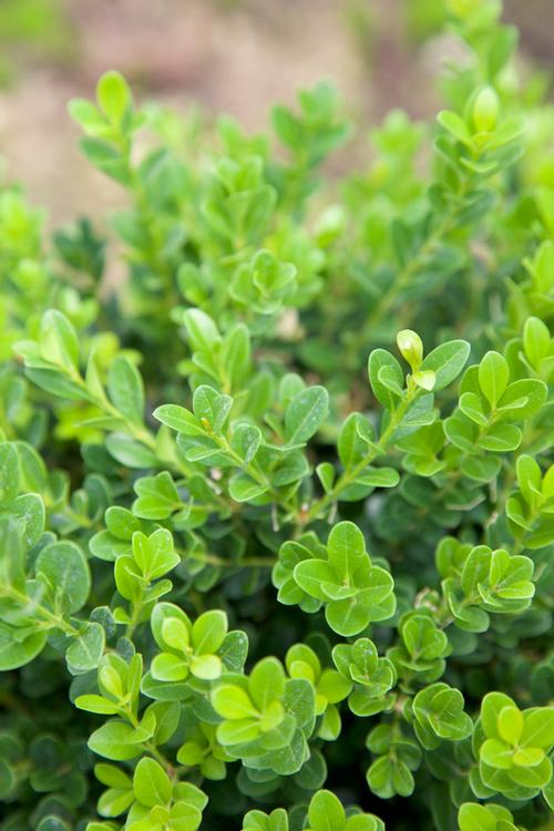 Buxus microphylla var. japonica 'Baby Gem'