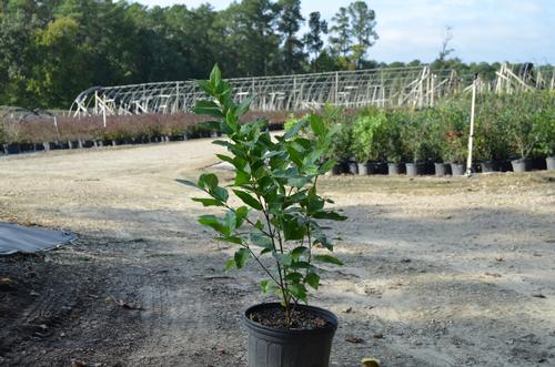 Calycanthus floridus (Sweet Shrub)