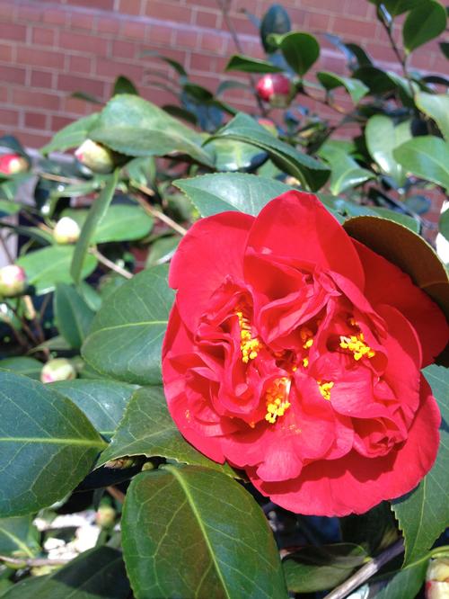 Camellia japonica 'Kramer's Supreme' (Kramer's Supreme Camellia)