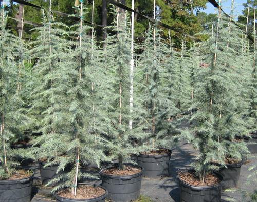 Cedrus deodara 'Bill's Blue'