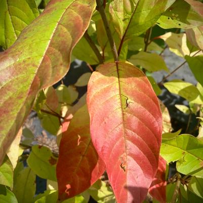 Cephalanthus occidentalis 'Sputnik' - Sputnik Buttonbush from Taylor's Nursery