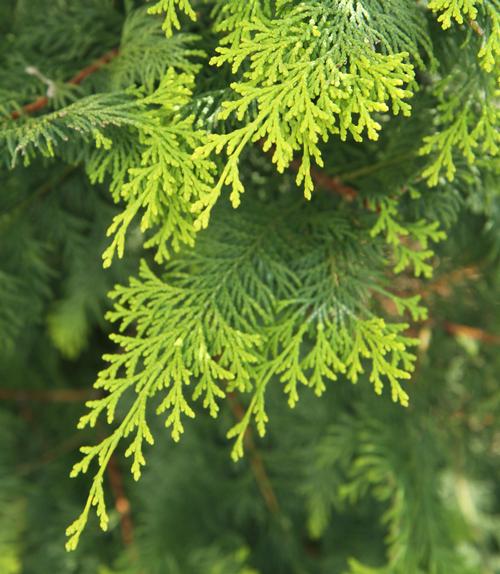 Chamaecyparis obtusa 'Crippsii' (Crippsi Hinoki Cypress)