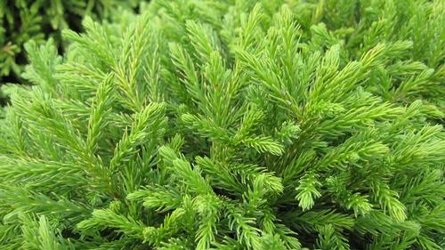 Cryptomeria japonica 'Globosa nana' (Cryptomeria Globosa)