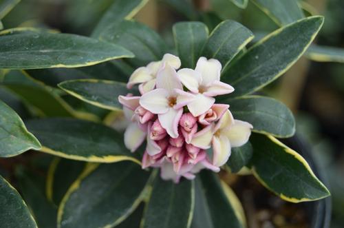 Daphne odora 'Aureomarginata' (Variegated Winter Daphne)