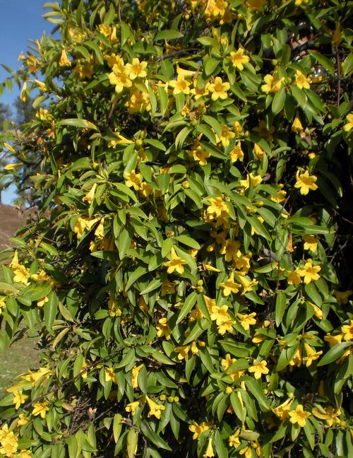 Gelsemium sempervirens (Carolina Jessamine)