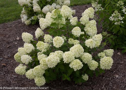 Hydrangea paniculata 'Little Lime' (Little Lime Hydrangea)
Photo courtesy of Proven Winners - www.provenwinners.com