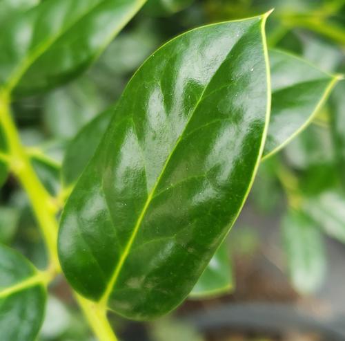 Ilex cornuta 'Burfordii Nana' (Dwarf Burfordi Holly)