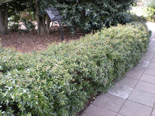 Ilex vomitoria 'Schillings' (Dwarf Yaupon Holly)