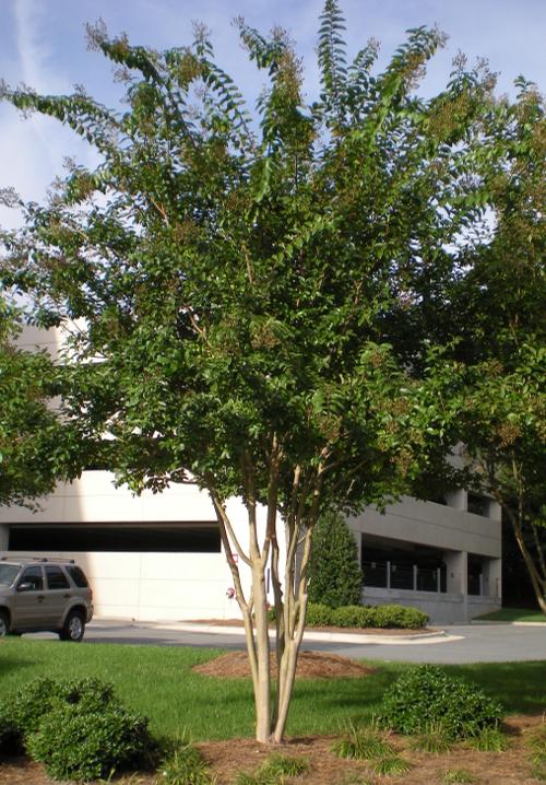 Lagerstroemia indica x fauriei 'Muskogee' (Muskogee Crape Myrtle)