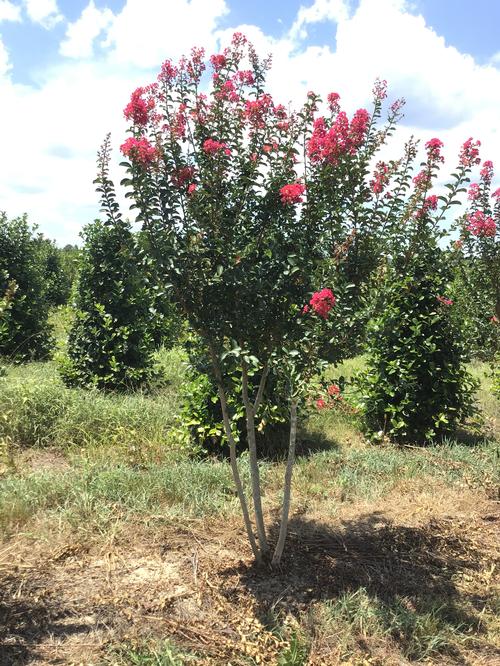 Lagerstroemia indica x fauriei 'Tuscarora' (Tuscarora Crape Myrtle)