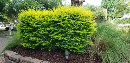 Ligustrum sinense 'Sunshine' - Sunshine Privet from Taylor's Nursery