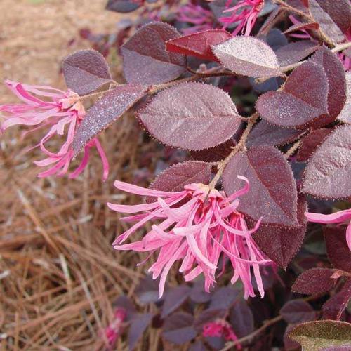 Loropetalum chinense 'Crimson Fire' (Crimson Fire Loropetalum)