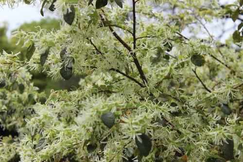 Loropetalum chinense 'Emerald Snow'