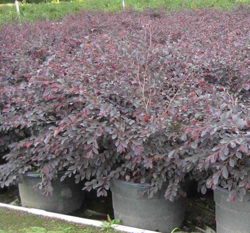 Loropetalum chinense 'Carolina Midnight' (Carolina Midnight Loropetalum)