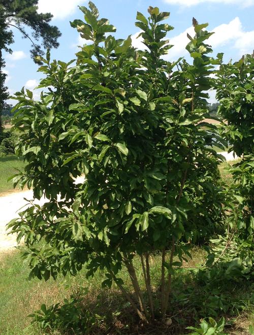 Magnolia x 'Betty' (Betty Magnolia)