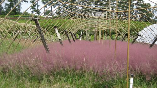 Muhlenbergia capillaris (Pink Muhly Grass)