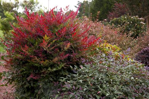 Nandina domestica 'Obsession'™