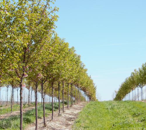 Field grown Prunus x 'Okame'