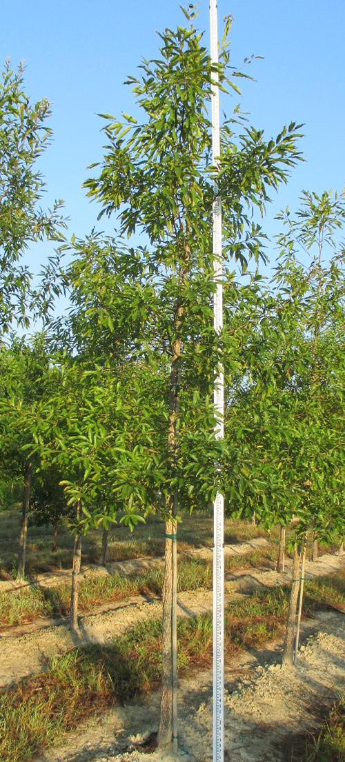 Quercus acutissima (Sawtooth Oak)