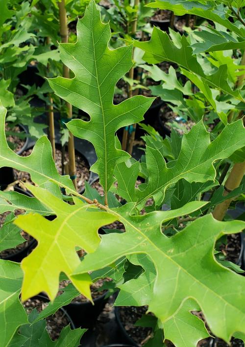 Quercus palustris (Pin Oak)