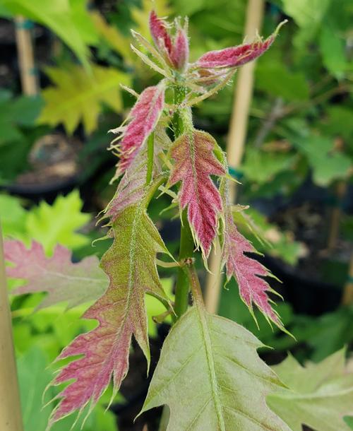 Quercus rubra (Red Oak)