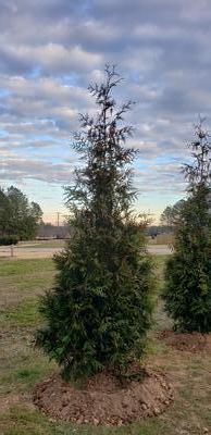 Thuja x 'Green Giant' 10g